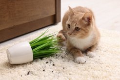 Accidents domestiques courants chez les animaux