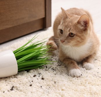 Accidents domestiques courants chez les animaux