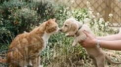 Comment gérer l’anxiété chez les chiens et chats ?