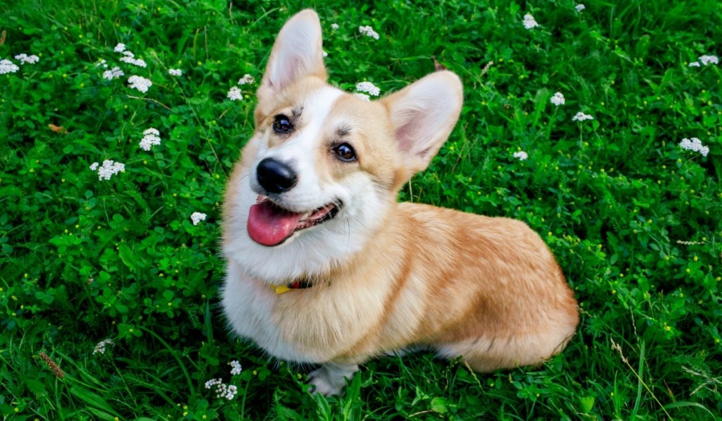 chien végétarien